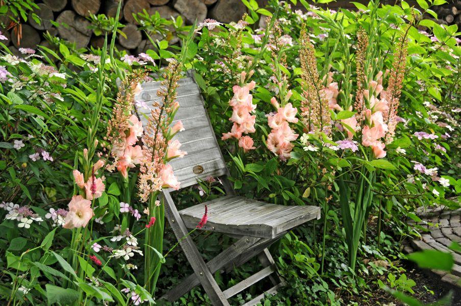 Freude auf lachsfarbene Gladiolen im Garten– Pflanzenfreude.de