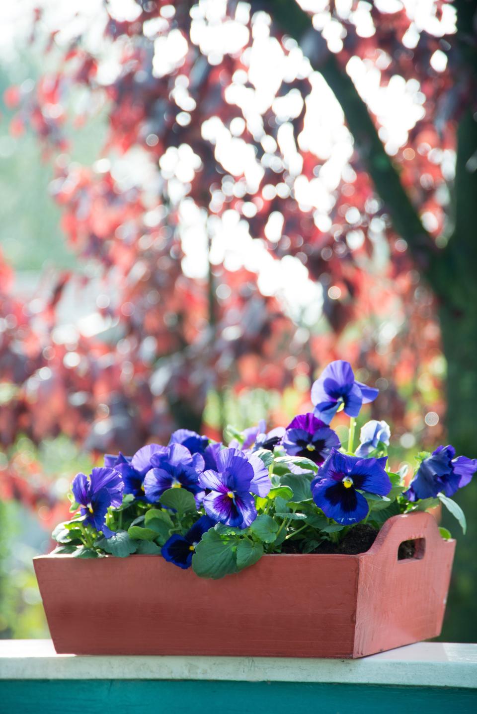 Das Stiefmütterchen im Herbst - Pflanzenfreude.de Das Stiefmütterchen im Herbst - Pflanzenfreude.de