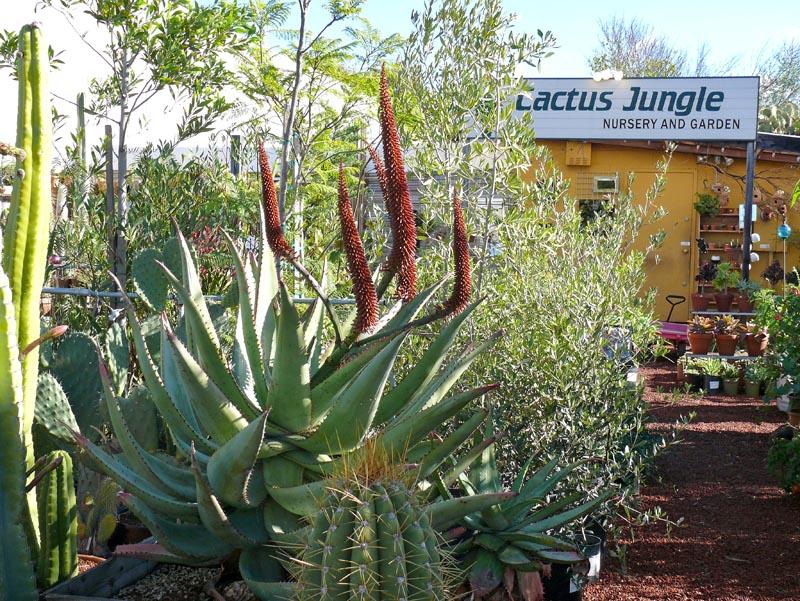 Cactus jungle mooiwatplantendoen.nl