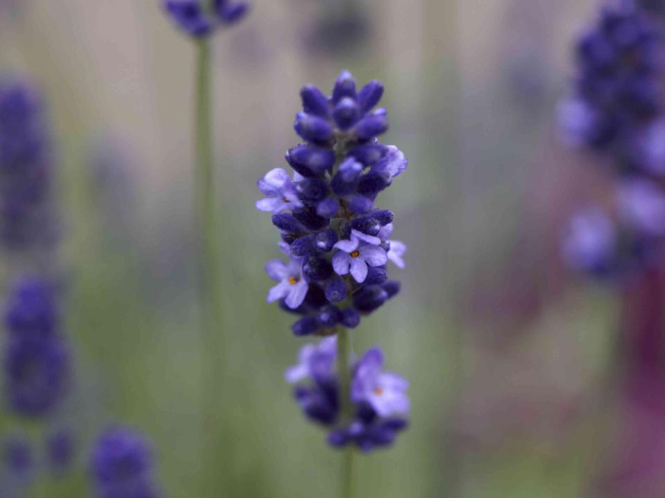 Die Farben des Lavendel sind bestechend schön – Pflanzenfreude.de