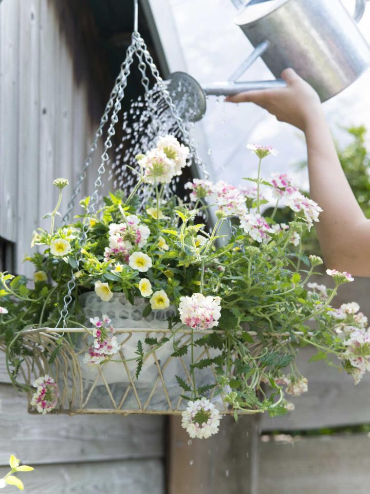 Auch Gartenblüher wie Verbena und Petunie mögen eine morgendliche Wasserdusche. - www.pflanzenfreude.de