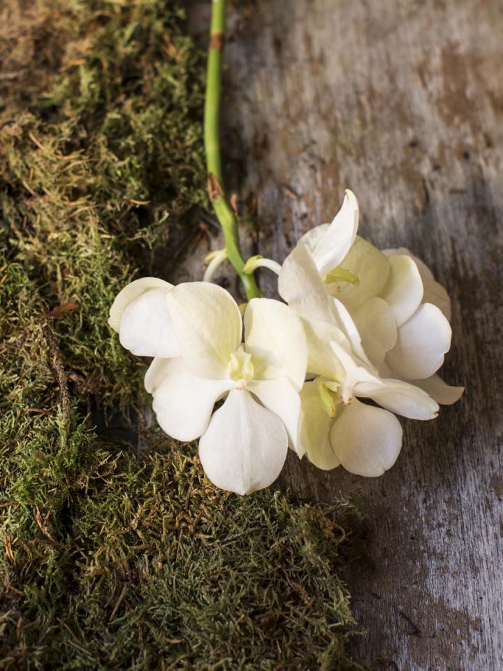 So bleiben Ihre Orchideen glücklich und blühend Pflanzenfreude.de
