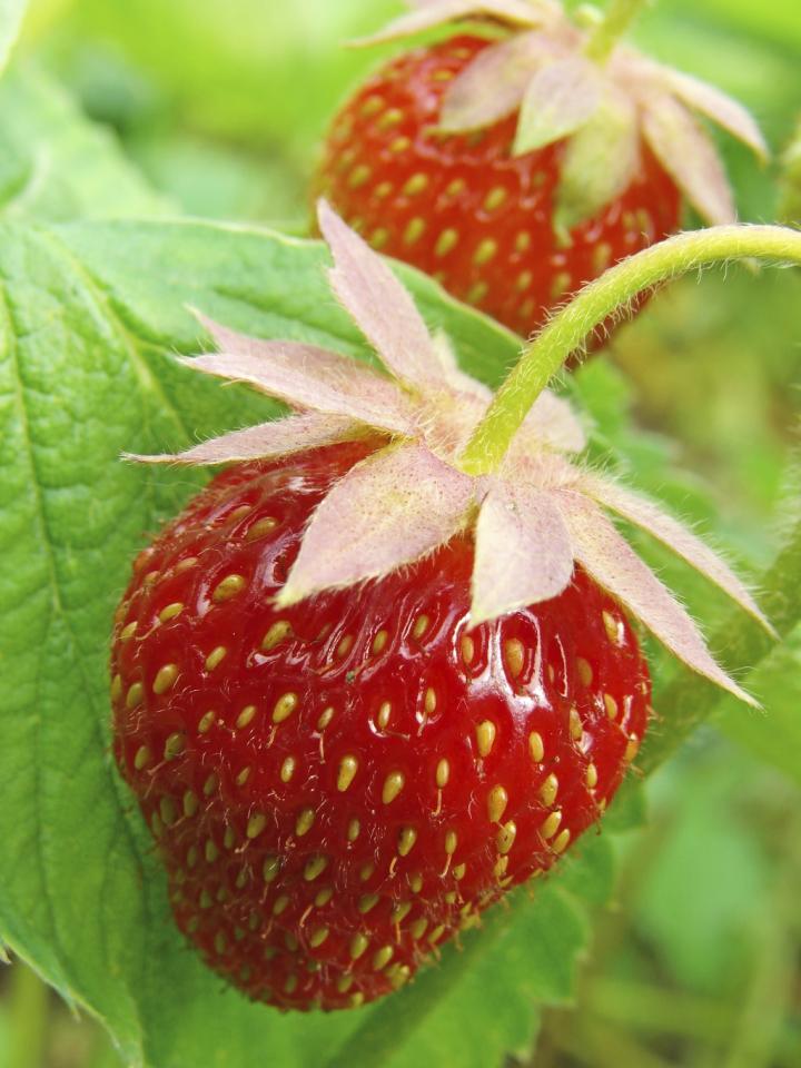 Pflanzenfreude.de - Die saftige Erdbeere