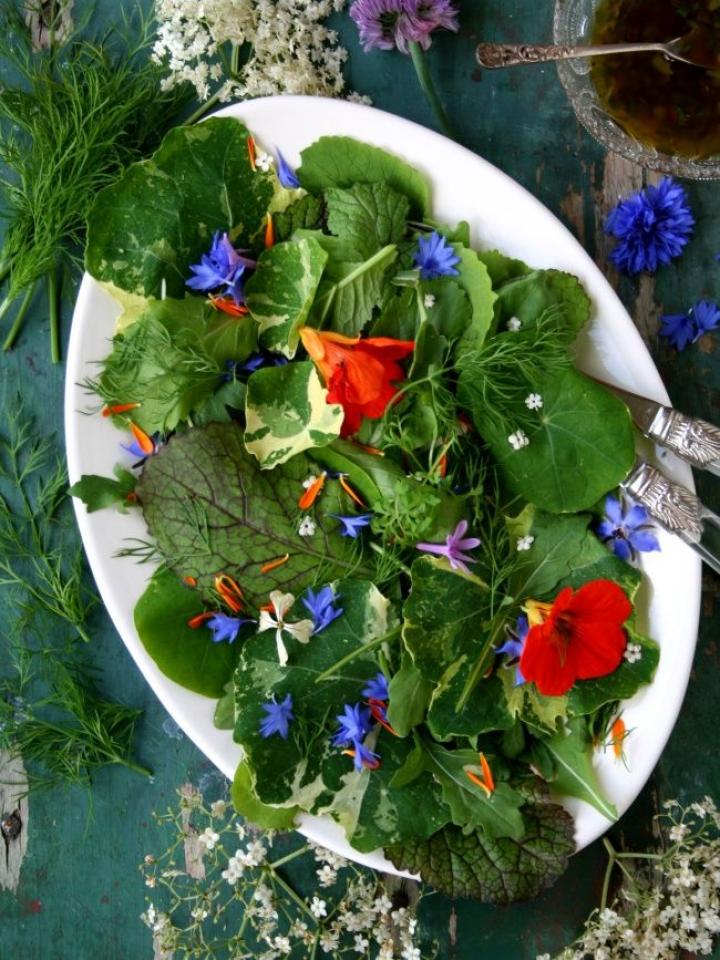 Sommerlicher Salat aus dem Garten Pflanzenfreude.de