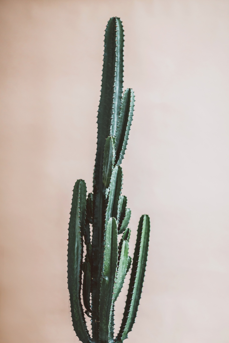 kaktus-pflanzenfreude