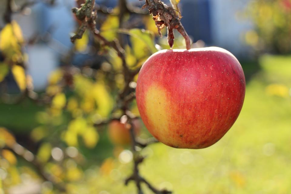 Apfelernte im Herbst