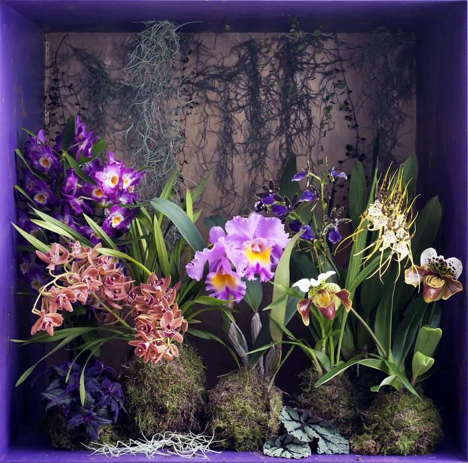 Verschiedene Orchideen perfekt in Szene gesetzt - Pflanzenfreude.de Verschiedene Orchideen perfekt in Szene gesetzt - Pflanzenfreude.de