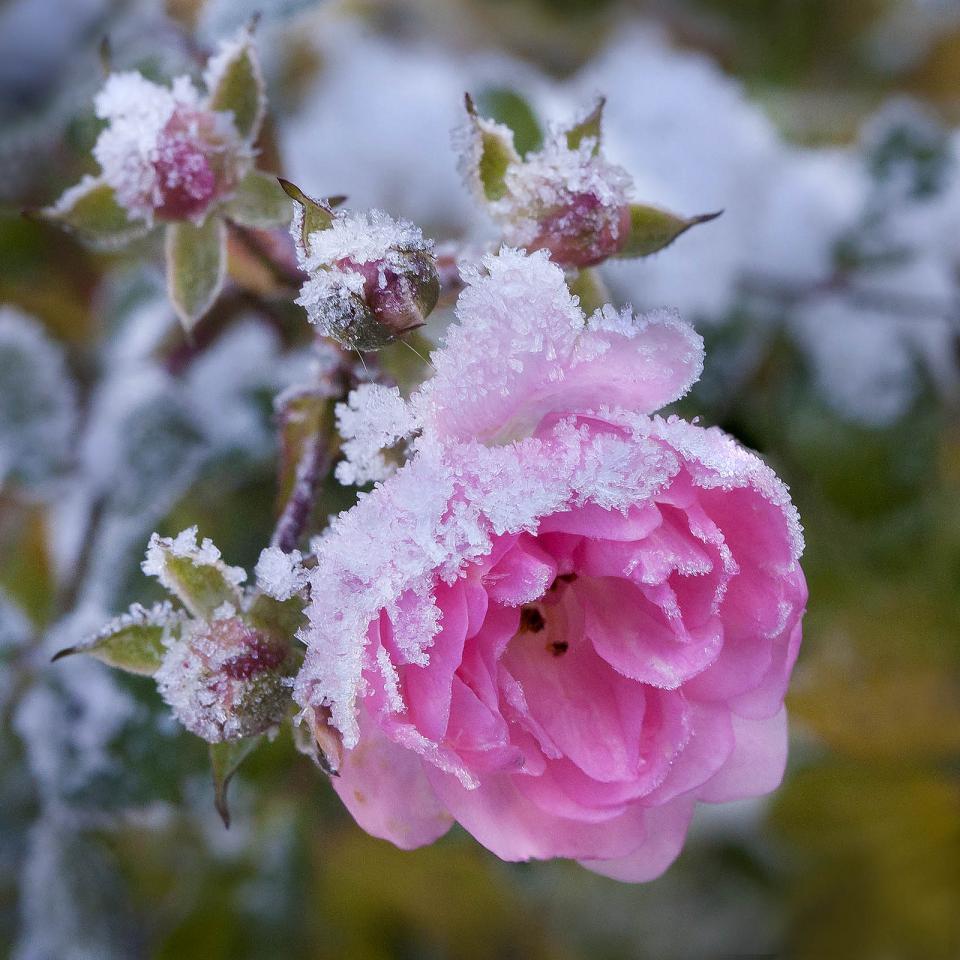 Vereiste Rose - Pflanzenfreude.de Vereiste Rose - Pflanzenfreude.de