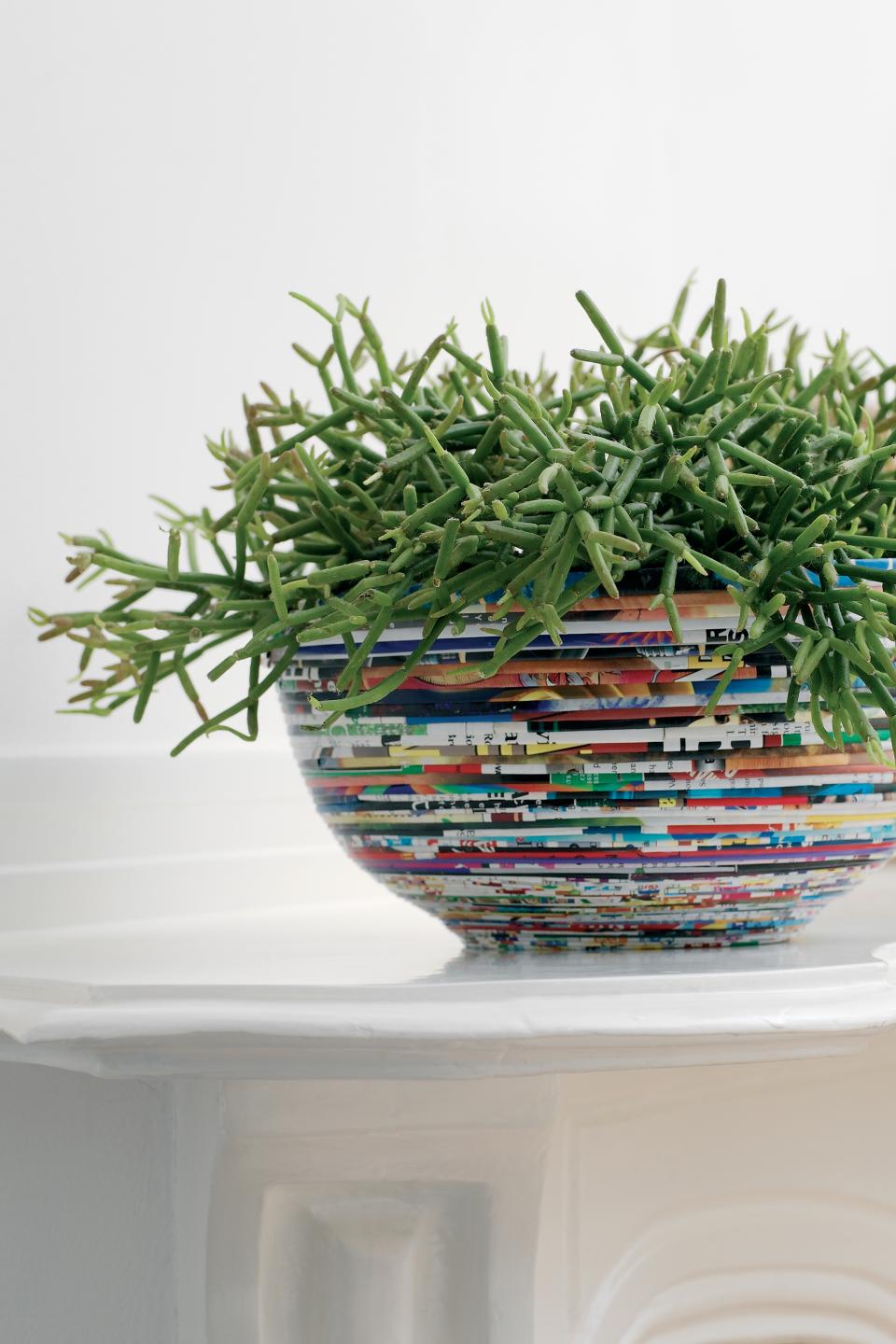 De Rhipsalis Casutha doet het goed op elk feestje! Rhipsalis Casutha Mooiwatplantendoen.nl