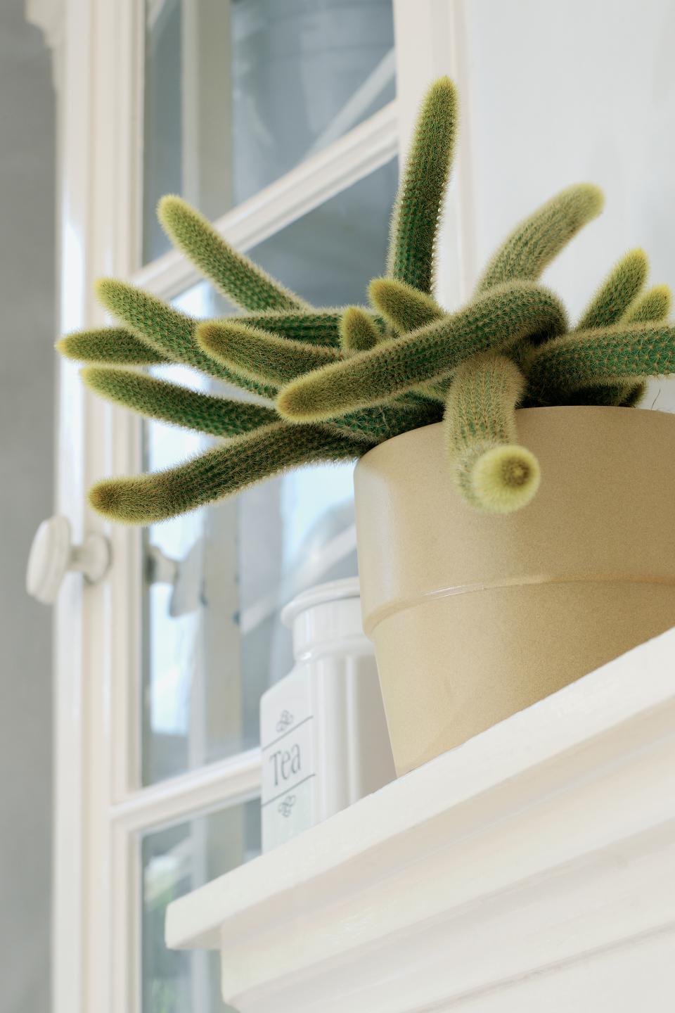 De Zomaar cactus: een bijzonder cadeau Slangencactus www.mooiwatplantendoen.nl