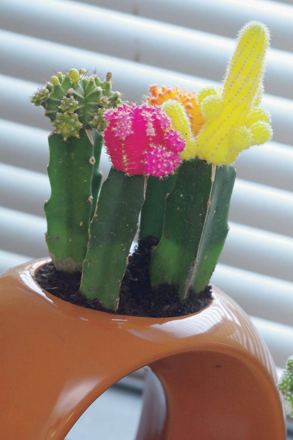 Met de verjaardagscactus is het altijd feest! De VerjaardagsCactus (Gymnocalcium)