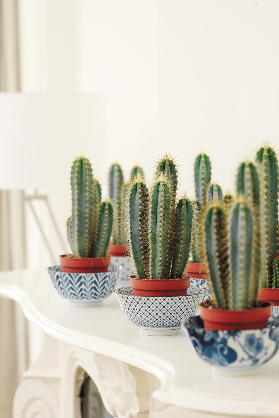 De zuilcactus: overleeft alle barre tijden Trouwcactus (Zuilcactus) mooiwatplantendoen.nl