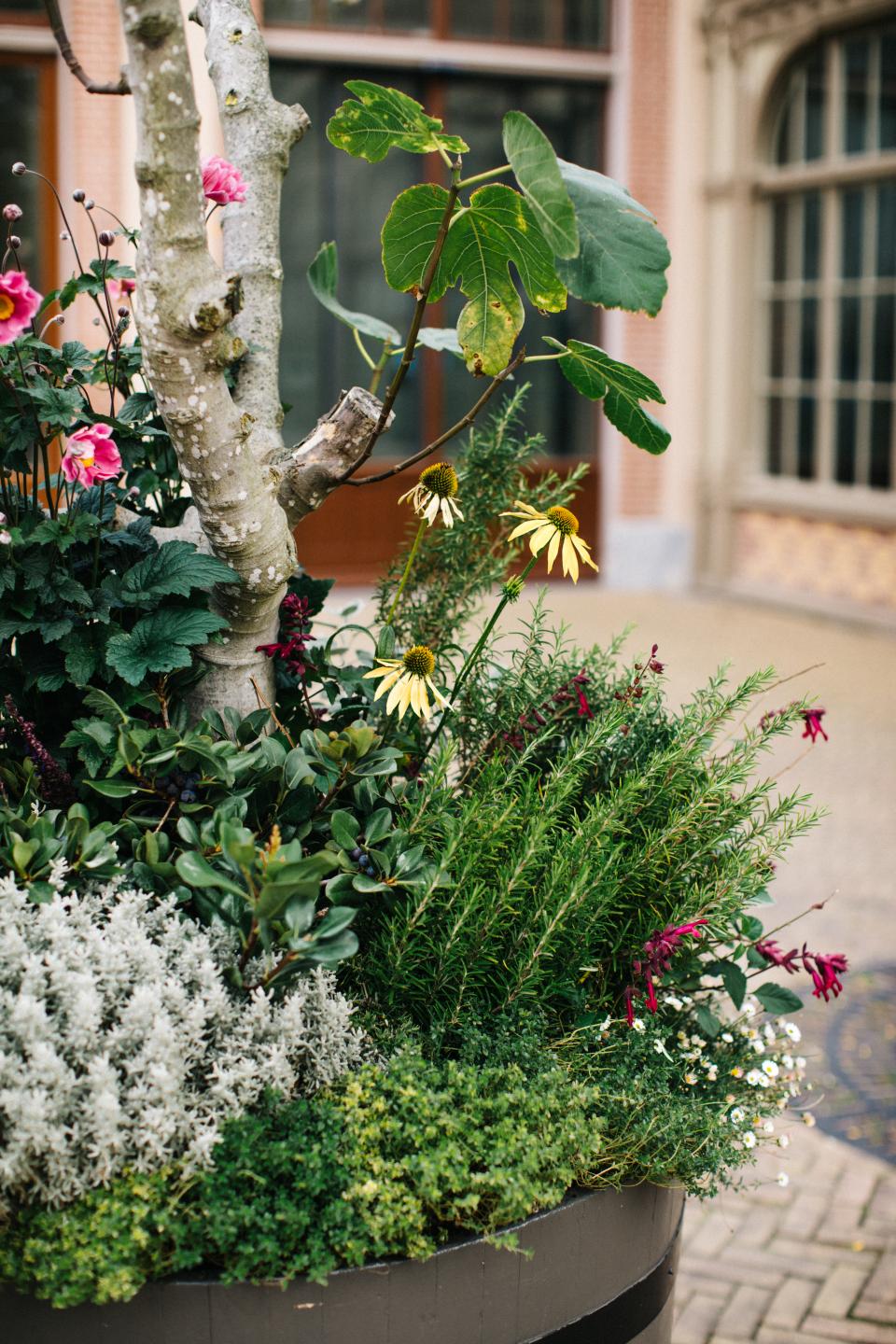 companion planting close up