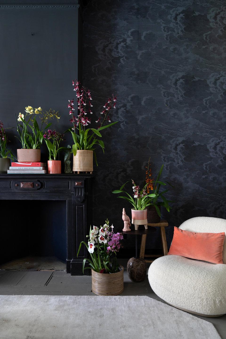 orchidee kamerplant kerstcadeau