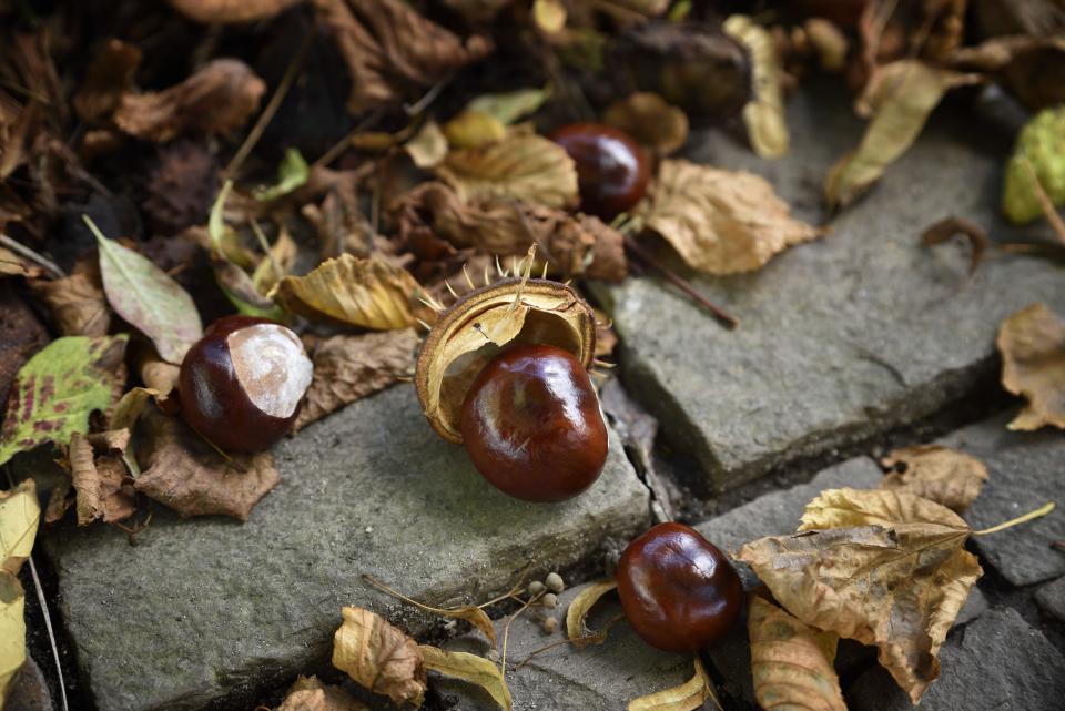 Kastanien im Herbstgarten