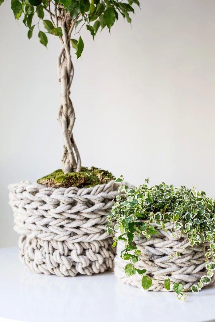 Ficus benjamine und Ficus pumila im gestrickten Pflanzenkorb - Pflanzenfreude.de Ficus benjamine und Ficus pumila im gestrickten Pflanzenkorb - Pflanzenfreude.de