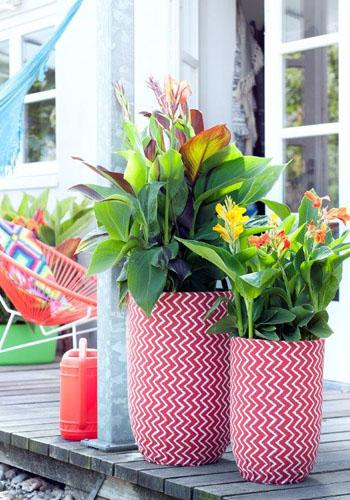 Sommertrend 2016: Ihr Garten voller vibrierender Farben - Pflanzenfreude.de Sommertrend 2016: Ihr Garten voller vibrierender Farben - Pflanzenfreude.de