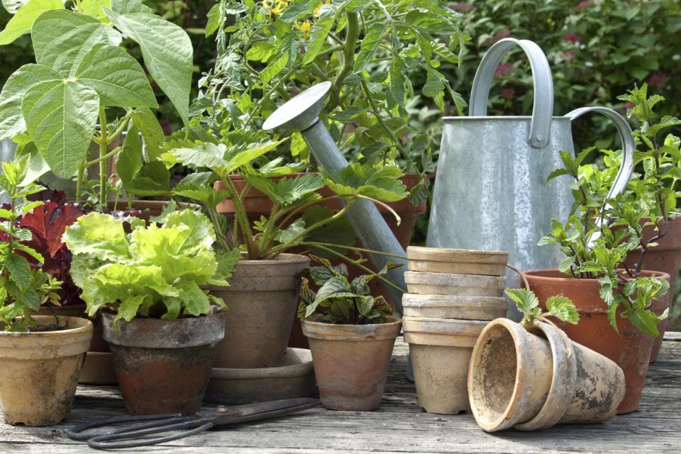 Trend: Urban Gardening - Pflanzenfreude.de