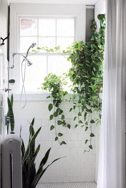 Ook van even lekker samen douchen knappen de meeste planten op Algemene verzorgingstips voor je plant mooiwatplantendoen.nl