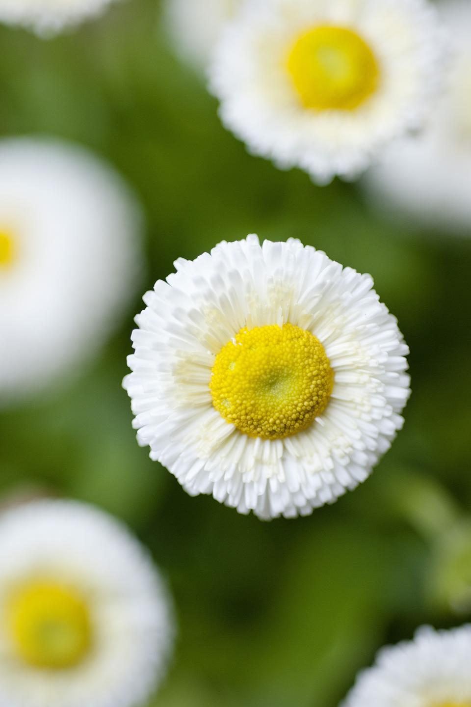 Entzückende Bellis im Fokus - Pflanzenfreude.de