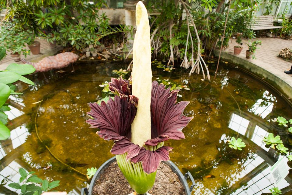 Amorphophallus moet je gezien en geroken hebben. Vlugzout optioneel. Pikante plantennamen mooiwatplantendoen.nl