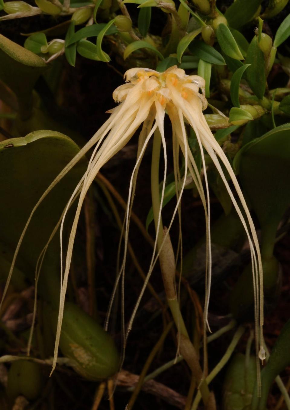 Vagina Bulbo groeit extra hard als het een beetje nat is. Hoezo, suggestief? Pikante plantennamen mooiwatplantendoen.nl