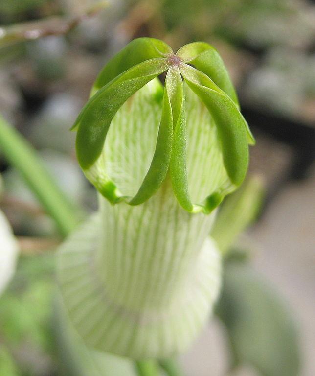 Ceropegia ampliata, ook zonder Viagra één en al mannelijkheid. Pikante plantennamen mooiwatplantendoen.nl