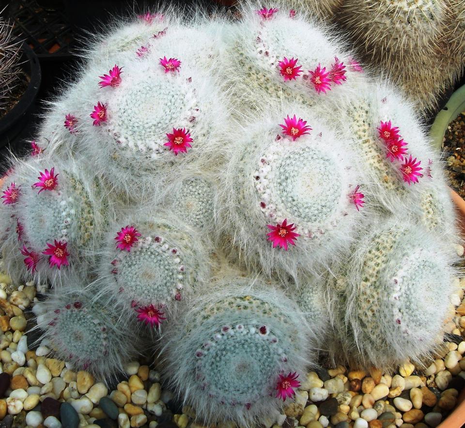 Powercactus Mammiliaria heeft een hoog blijf-van-mijn-lijf gehalte. Pikante plantennamen mooiwatplantendoen.nl