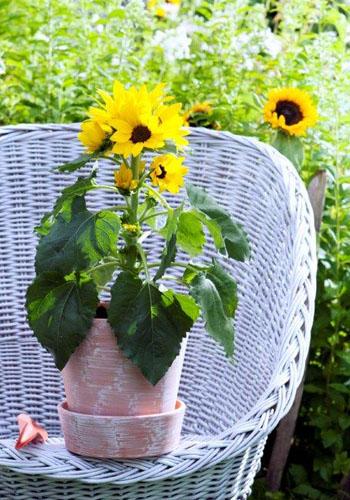 Sommertrend 2016: natürliche Nonchalance - Pflanzenfreude.de