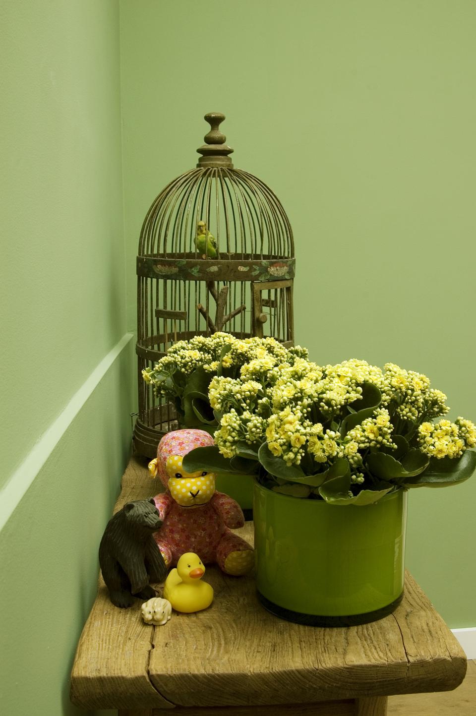 Die Kalanchoe mag's warm im Winter - Pflanzenfreude.de Die Kalanchoe mag's warm im Winter - Pflanzenfreude.de