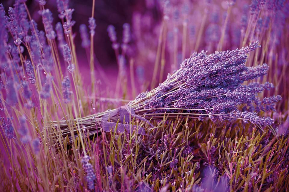 Lavendel in den Farben der Provence - Pflanzenfreude.de