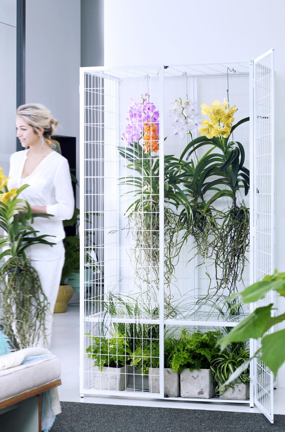Orchidee Orchidee
