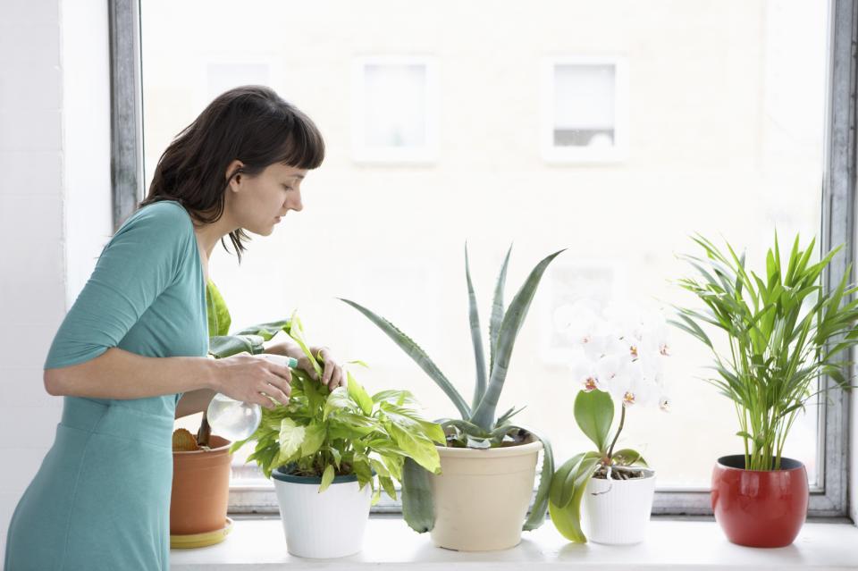 Algemene verzorgingstips voor  je plant moiwatplantendoen.nl