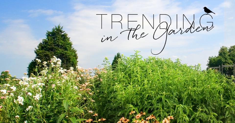 Trending in the Garden - Pflanzenfreude.de