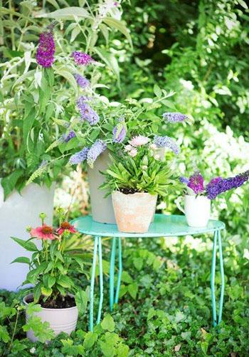 Sommertrend 2016: Ihr Garten als spannende Märchenwelt - Pflanzenfreude.de