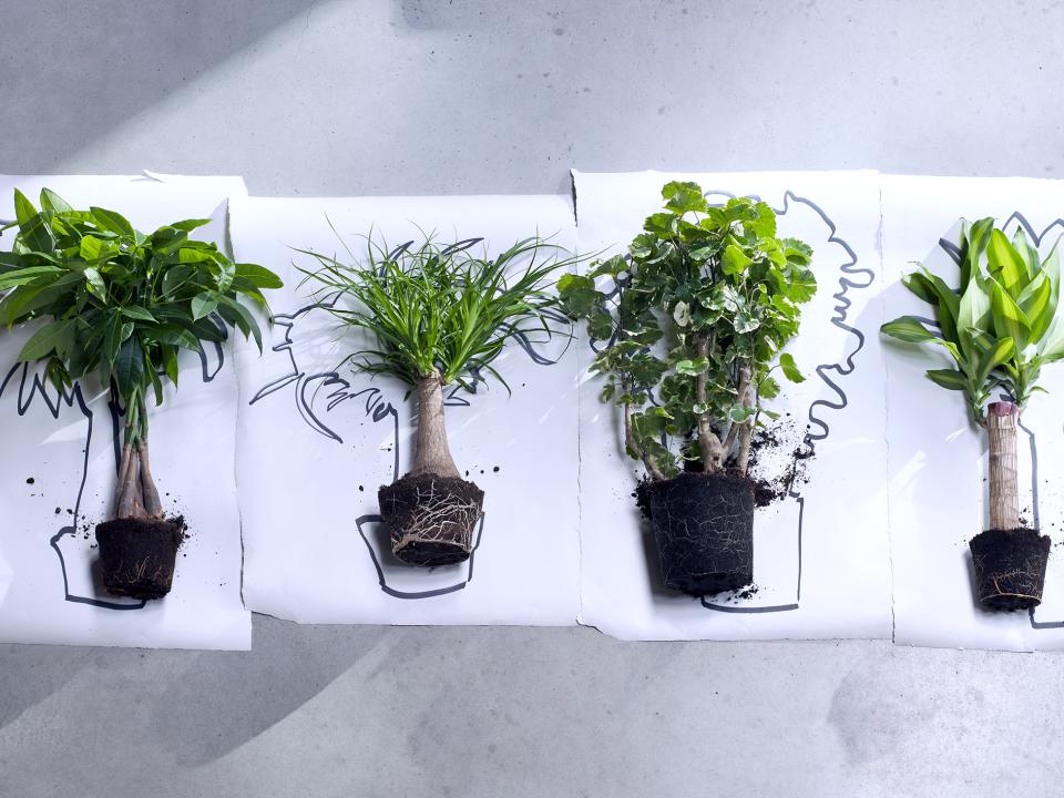 Zet eens een kamerboom op (papier) Zet eens een kamerboom op (papier)