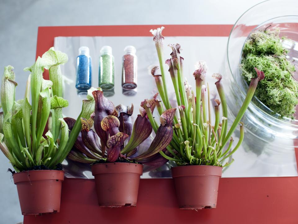 DIY-tip met Vleesetende planten DIY-tip met Vleesetende planten Mooiwatplantendoen.nl