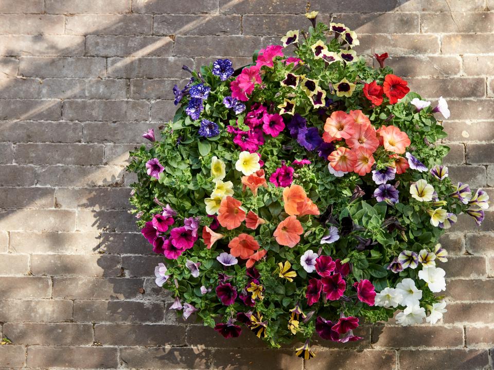100 Tri-color Selten Petunie  Annual Blume Saat Zuhause Garten Dekor Schö v M0P2 