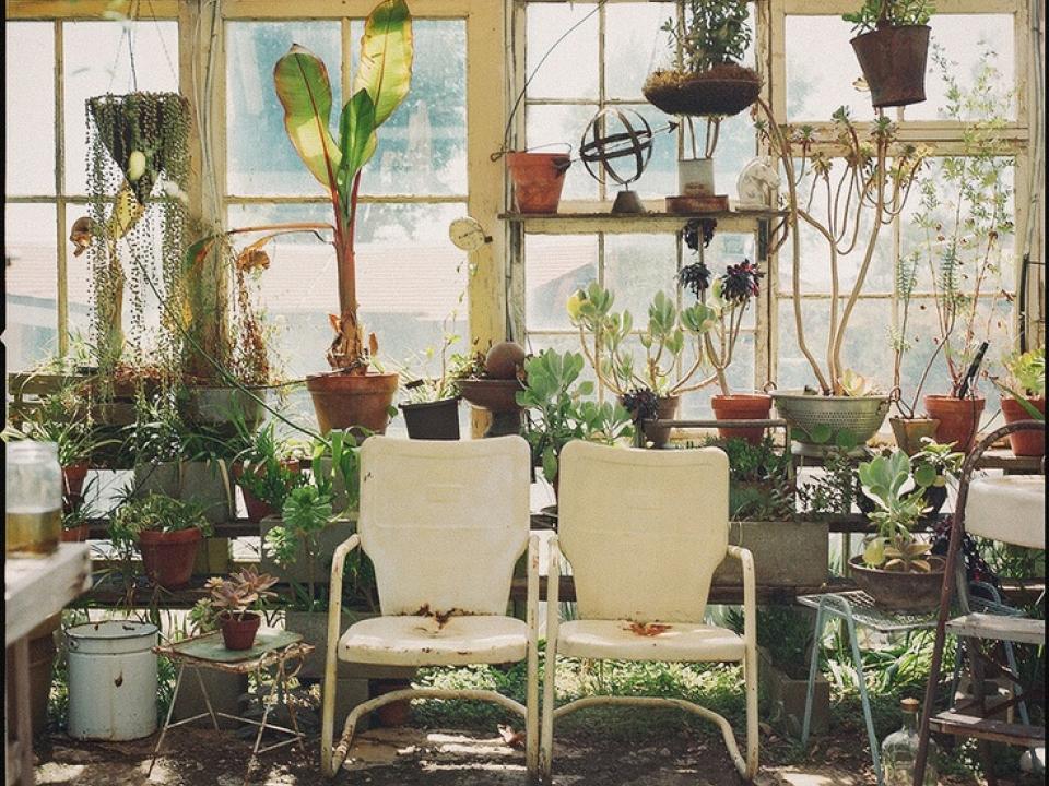 Haal planten naar binnen voor de winter - Mooiwatplantendoen.nl