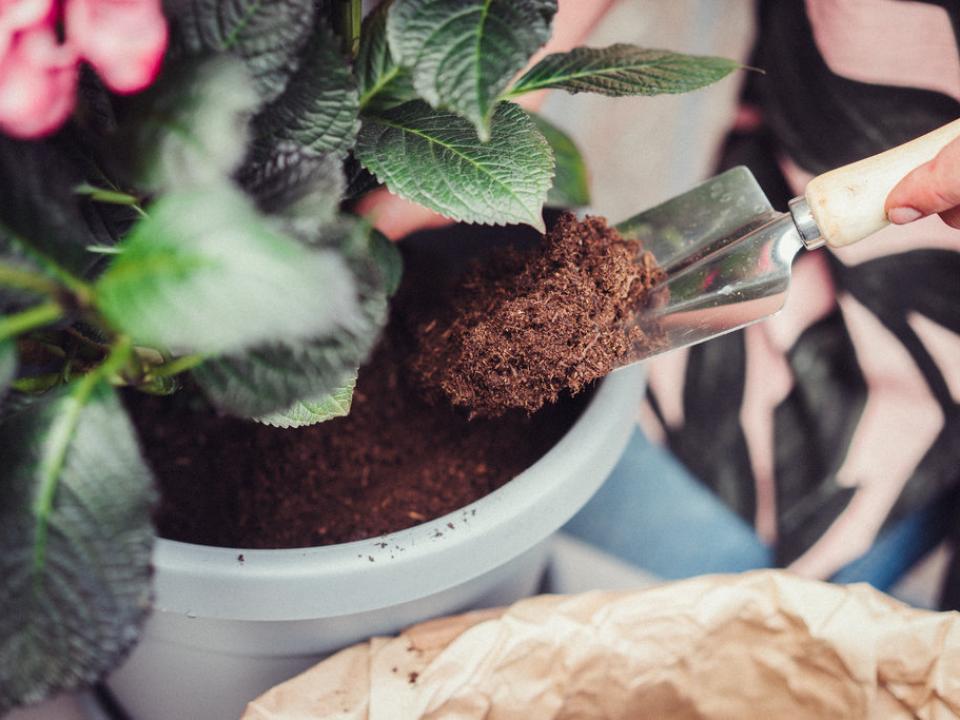 voorjaarsklusjes tuin | planten in lente | tuinplanten