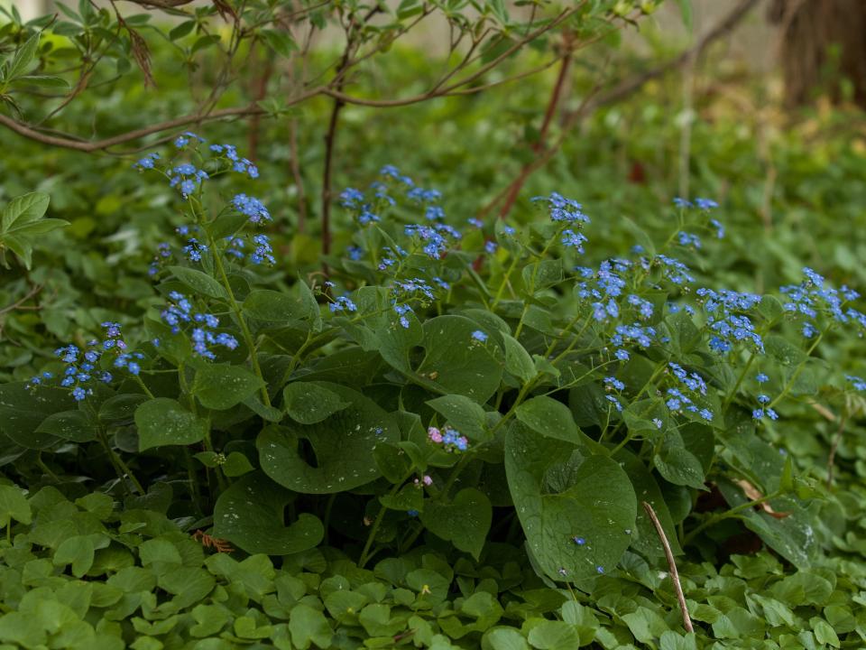 Top 10 Pflanzen für einen Garten mit viel Schatten Schattengarten