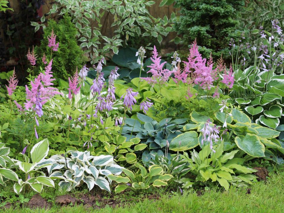 Top 10 Pflanzen für einen Garten mit viel Schatten Schattengarten