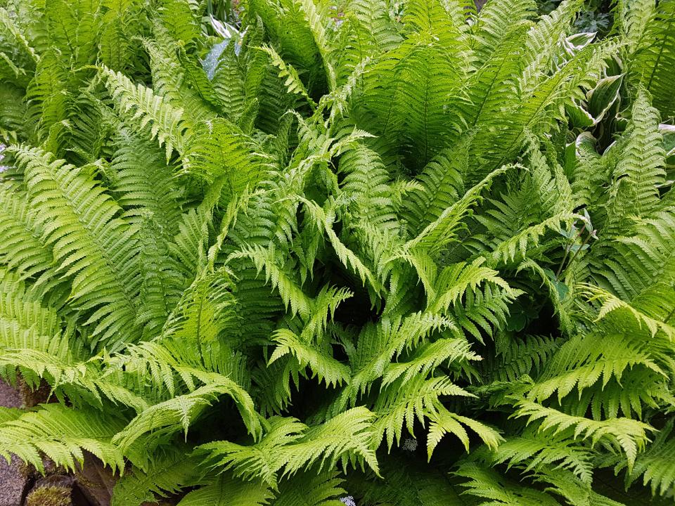 Top 10 Pflanzen für einen Garten mit viel Schatten Schattengarten