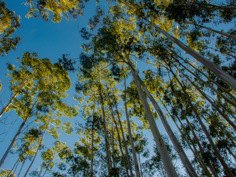 hoge eucalyptus bomen