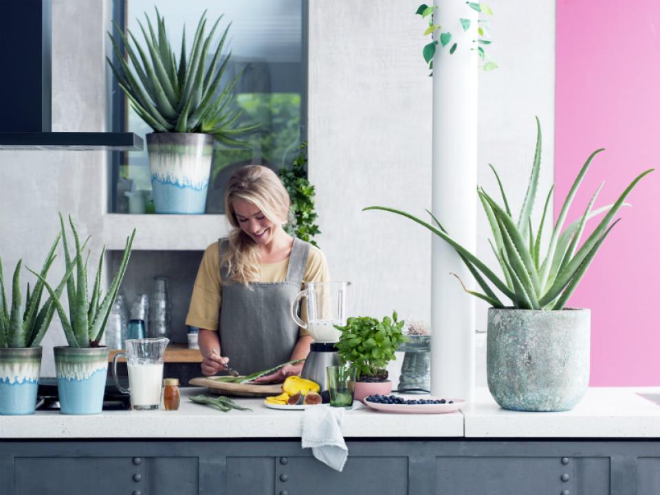 Aloë vera Mooiwatplantendoen.nl
