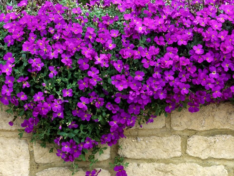 Tuinplant van de Maand: Muurbloem Aubrieta Das schöne Blaukissen - Pflanzenfreude.de