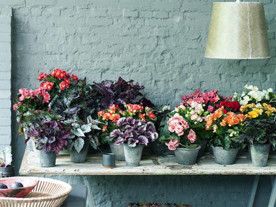 Beken kleur en zoek contrast met de begonia Mooiwatplantendoen.nl