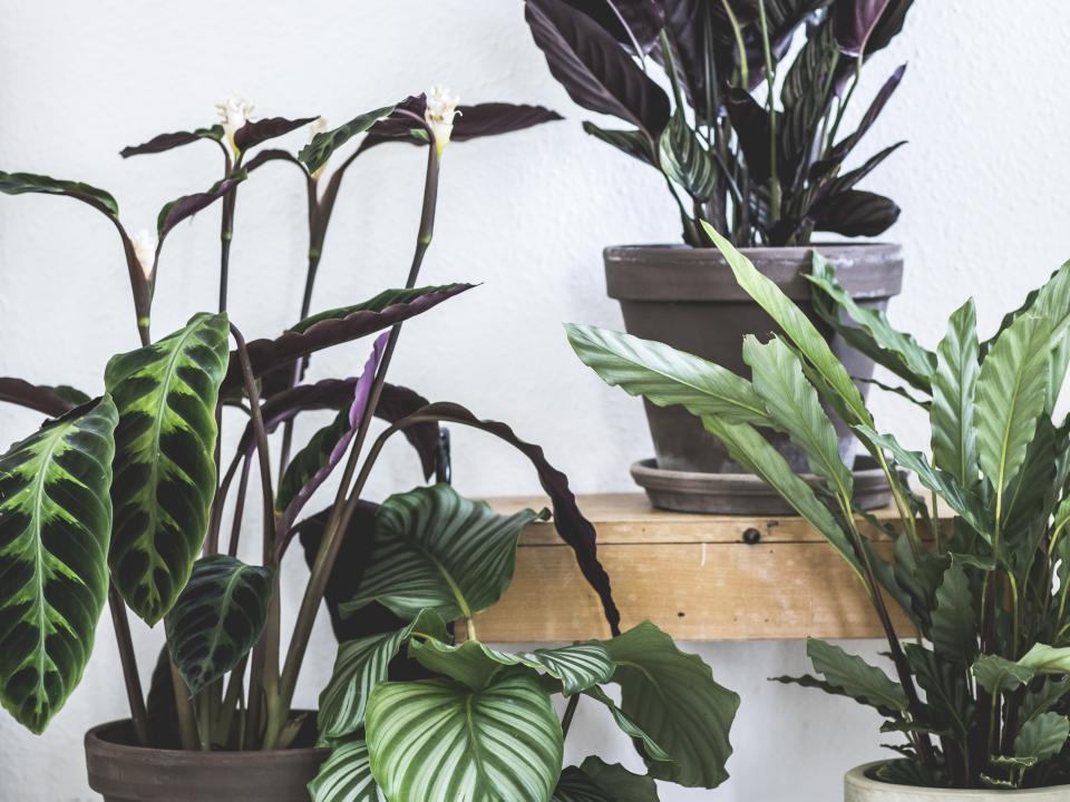 Calathea Mooiwatplantendoen.nl Calathea Mooiwatplantendoen.nl