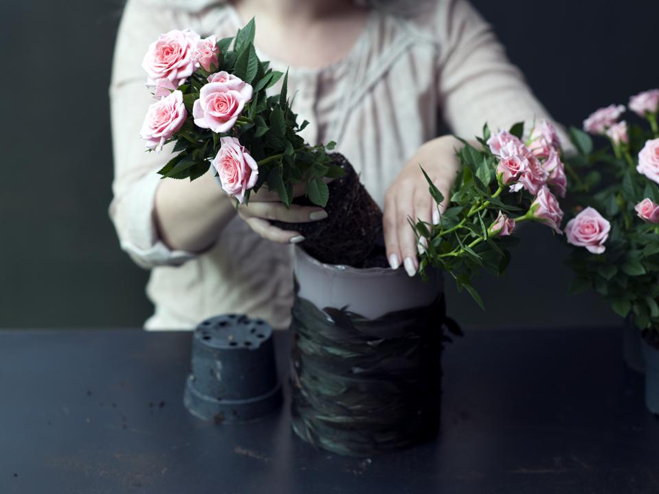 DIY: Topfrosen aus einer anderen Dimension - Pflanzenfreude.de DIY: Topfrosen aus einer anderen Dimension - Pflanzenfreude.de