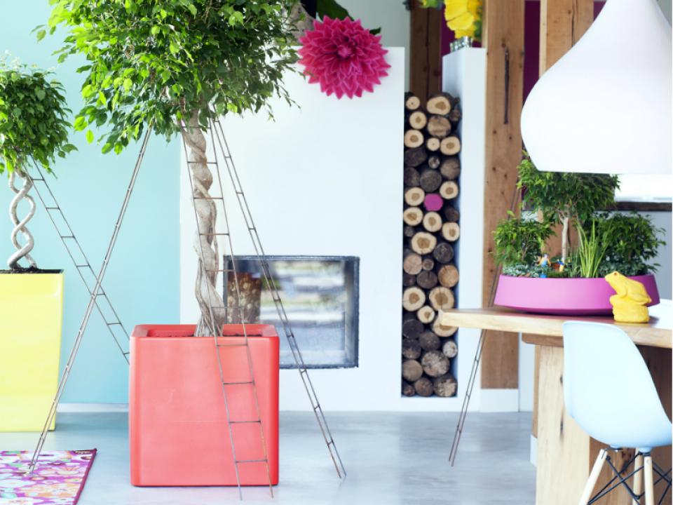 Neues Jahr, neue Trends, neuer Ficus - Pflanzenfreude.de Neues Jahr, neue Trends, neuer Ficus - Pflanzenfreude.de